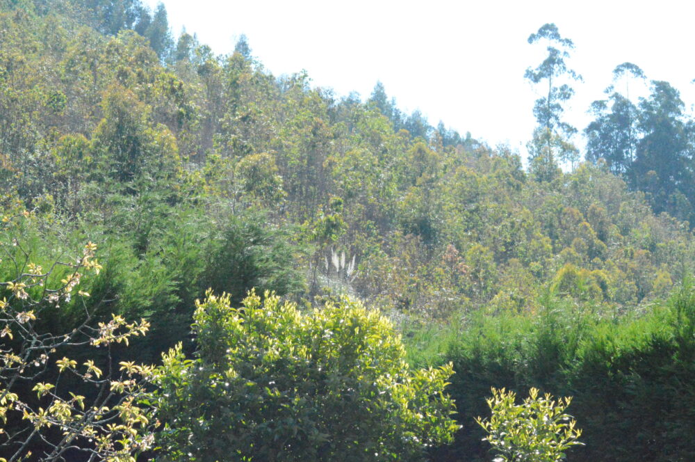 MONTE DE GURIEZO. FOTO VXG